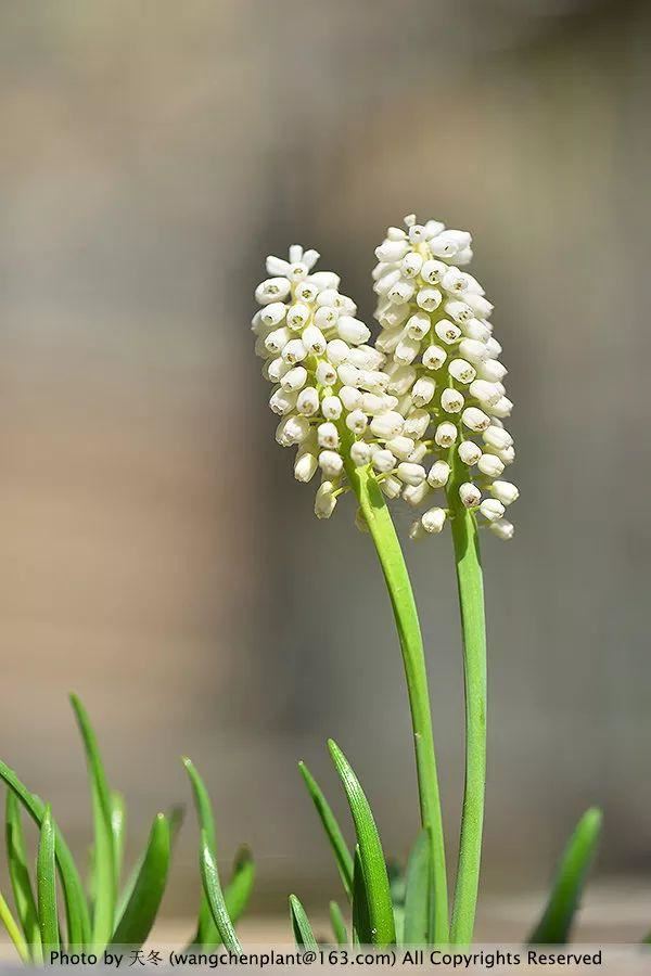 68:聚铃花'怡东(hyacinthoides hispanica'excelsior)西班牙蓝铃