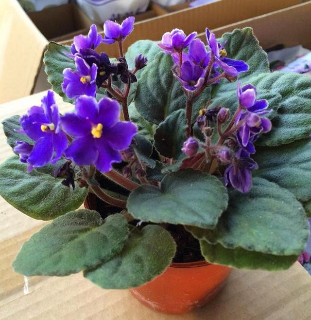 养紫罗兰,做好这几点,让其枝繁叶茂,花开爆盆