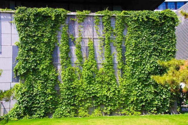 植物墙施工-立体绿化植物墙结构组成与施工注意事项.docx 8页