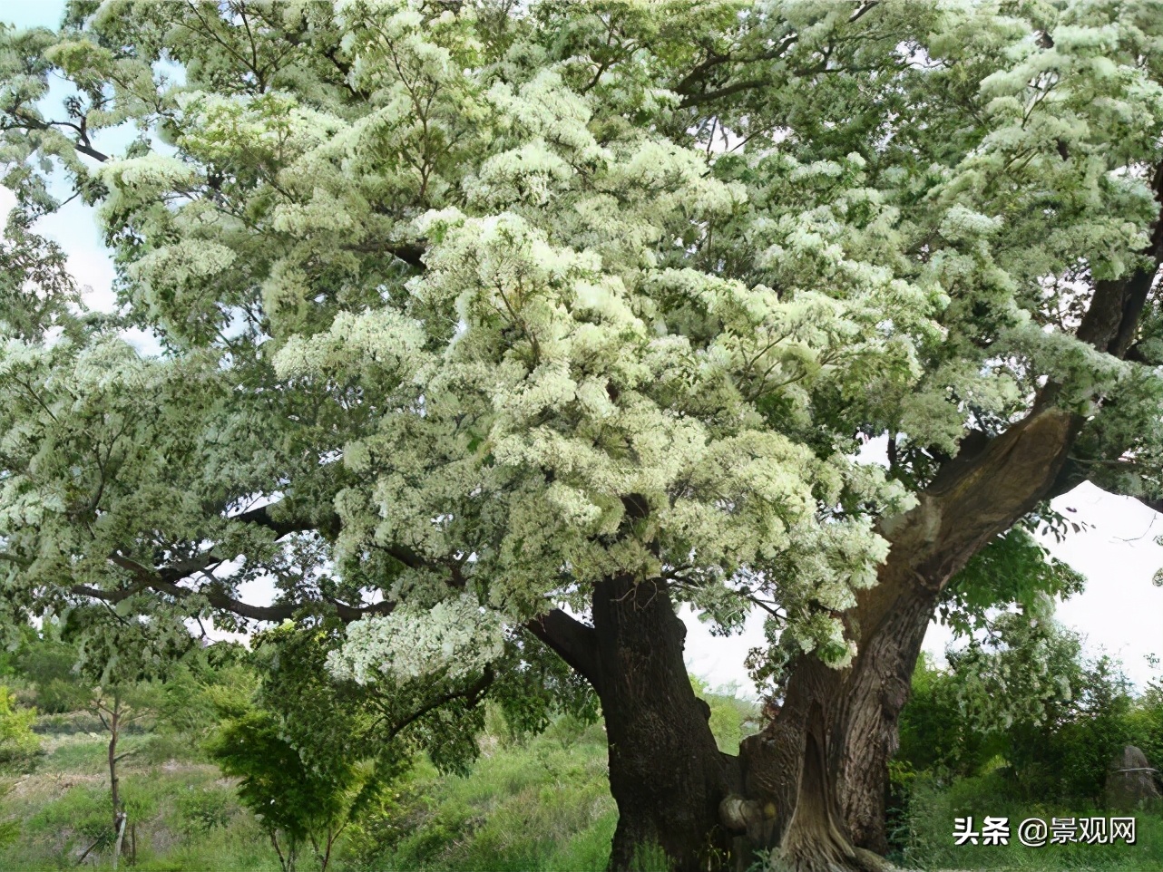 流苏树,适合在北方种植的珍贵树种