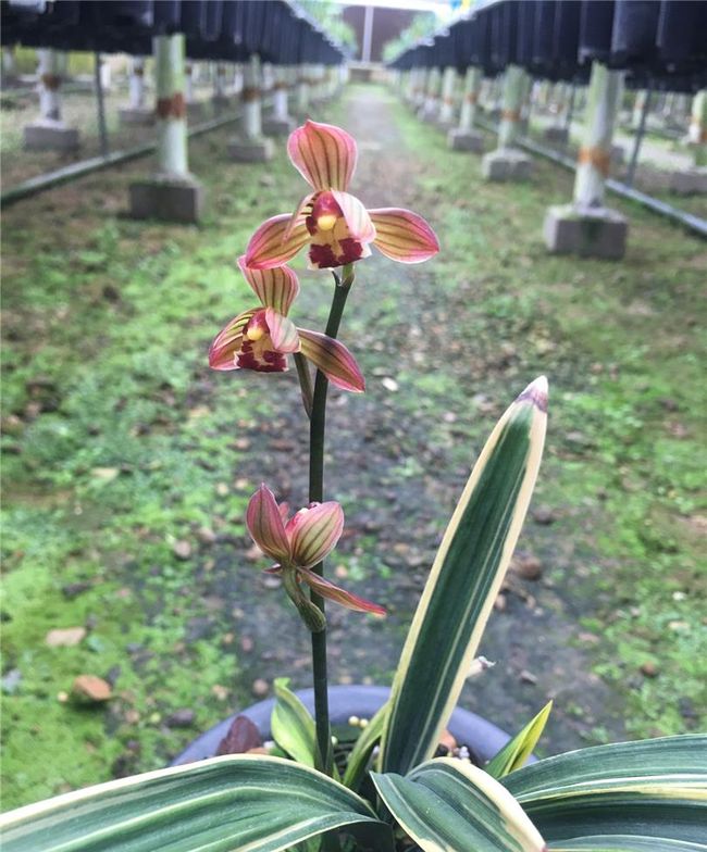 这款兰花新宠—红神荷,花叶俱美,养护轻松,让人心生喜爱