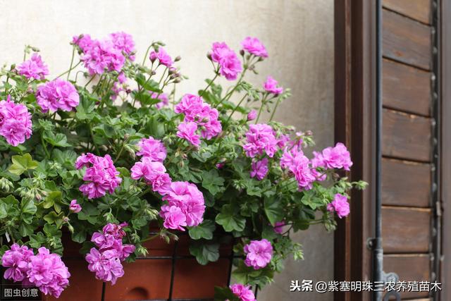 沾土就活的植物花卉有哪些品种？