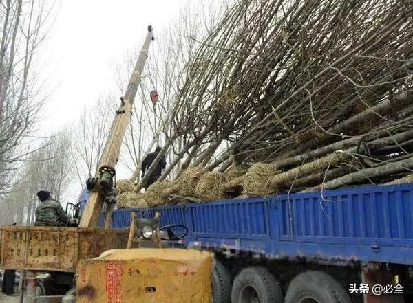 苗木运输为什么要包装？怎么包装？