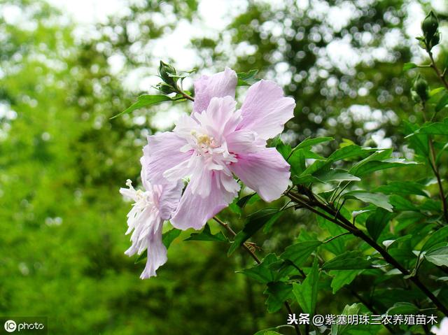 沾土就活的植物花卉有哪些品种？