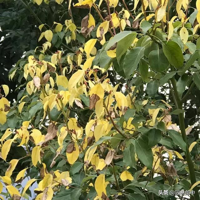 初冬时节，新移栽苗木注意预防冬春日灼，避免苗木向阳面发生冻害