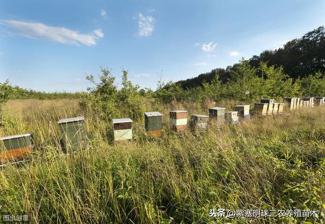有这么一个地方用苗木打造致富“绿色引擎”，在哪里？
