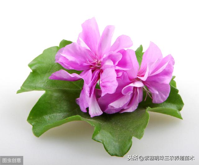 沾土就活的植物花卉有哪些品种？