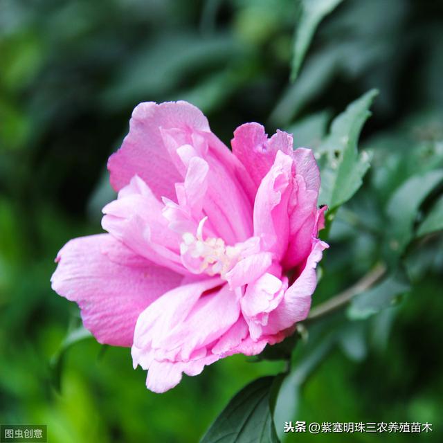 沾土就活的植物花卉有哪些品种？