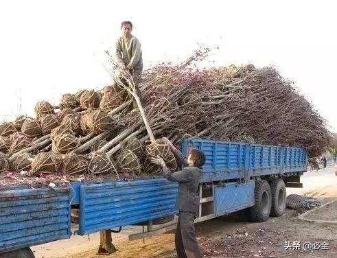 冬天是苗木移栽的好时机，真的是这样吗？