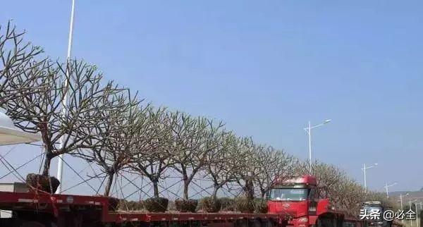 苗木运输为什么要包装？怎么包装？