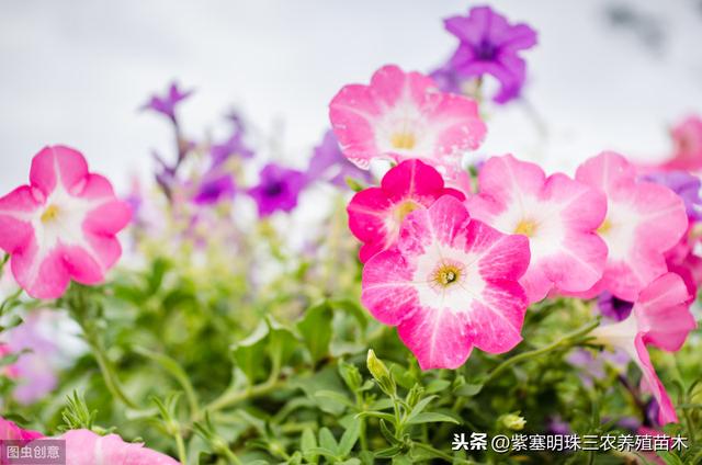 沾土就活的植物花卉有哪些品种？