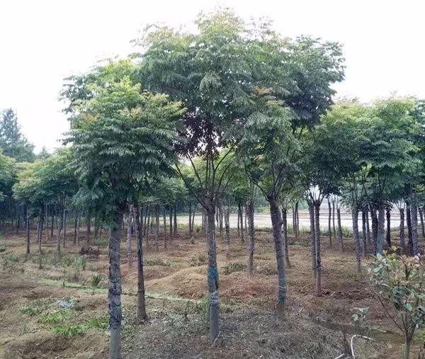 这些苗木适合裸根移栽，方法简单易学