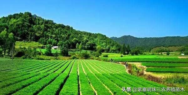 有这么一个地方用苗木打造致富“绿色引擎”，在哪里？