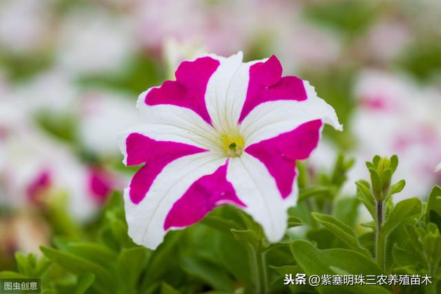 沾土就活的植物花卉有哪些品种？