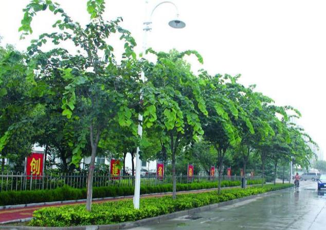 精品苗木走俏市场，这个高品质苗木一树难求，市场行情好