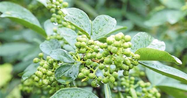 退耕还林20年　重庆江津把花椒产业做成特色名片