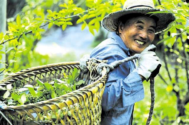 退耕还林20年　重庆江津把花椒产业做成特色名片