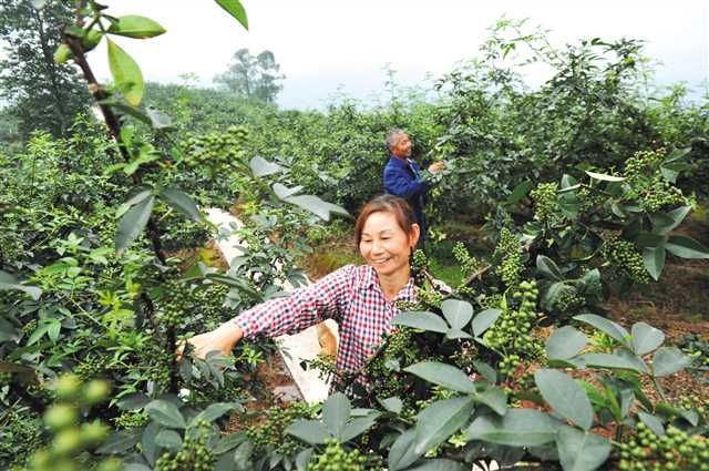 退耕还林20年　重庆江津把花椒产业做成特色名片