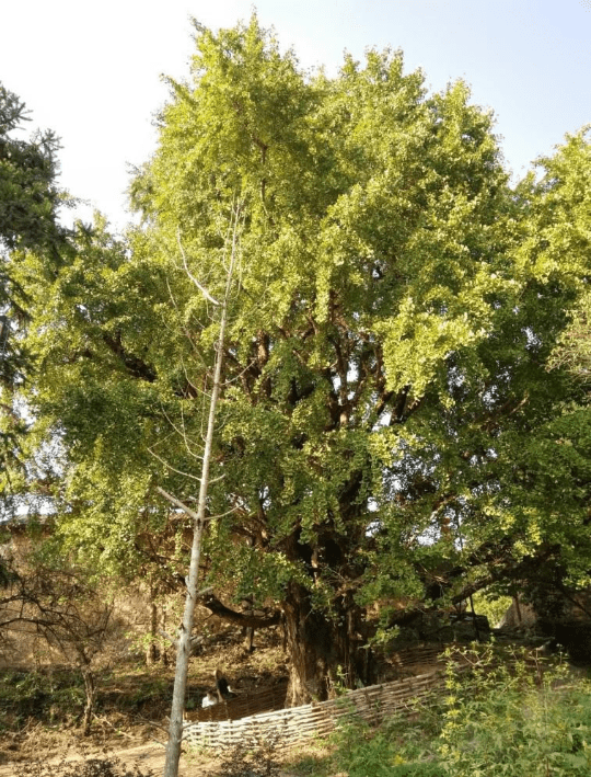 广东十大最美古树和十大魅力古树乡村名单出炉