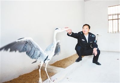 鄱阳湖候鸟的守护人