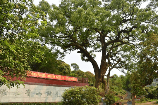 广东十大最美古树和十大魅力古树乡村名单出炉