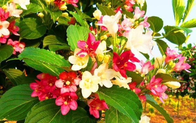 花开五彩，绚丽夺目，这种璀璨的观花乔木，你家有吗？