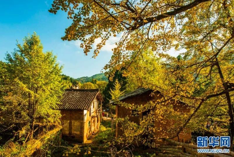银杏到了最佳观赏期~这几处“金黄大道”你不能错过！