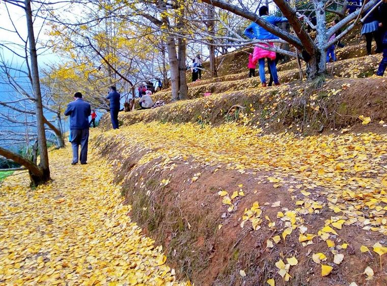 银杏到了最佳观赏期~这几处“金黄大道”你不能错过！