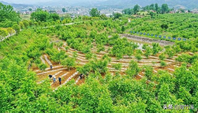 头顶林业生态建设国家级荣誉称号9个！厉害了，竹溪！