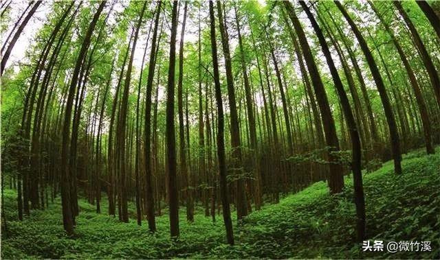 头顶林业生态建设国家级荣誉称号9个！厉害了，竹溪！