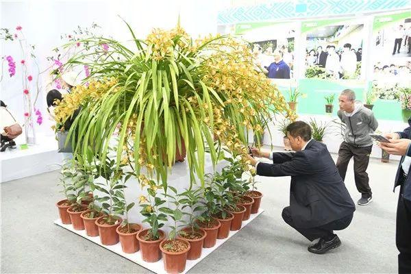 看点｜2019中国—东盟博览会林木展在南宁开幕 20种名贵兰花亮相