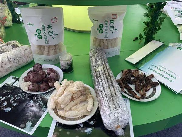 看点｜2019中国—东盟博览会林木展在南宁开幕 20种名贵兰花亮相