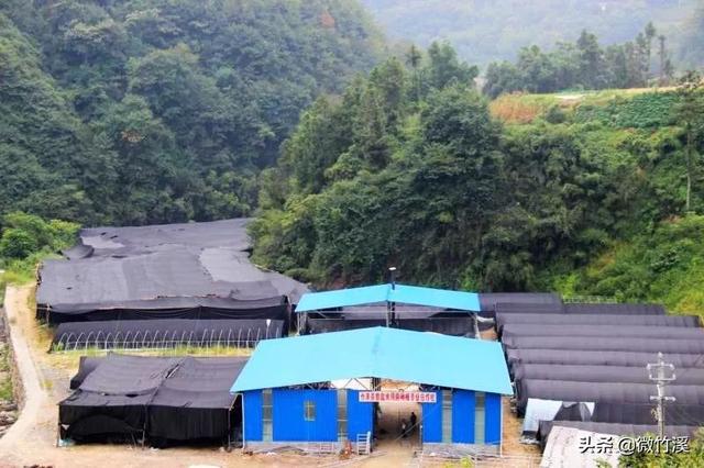 头顶林业生态建设国家级荣誉称号9个！厉害了，竹溪！