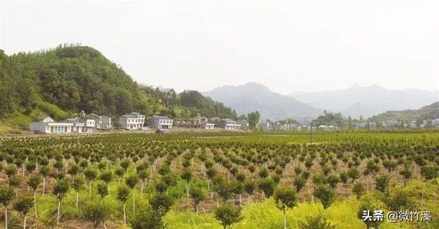 头顶林业生态建设国家级荣誉称号9个！厉害了，竹溪！