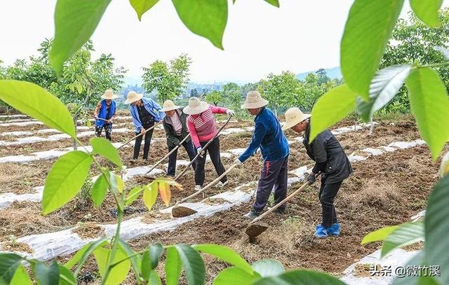 头顶林业生态建设国家级荣誉称号9个！厉害了，竹溪！