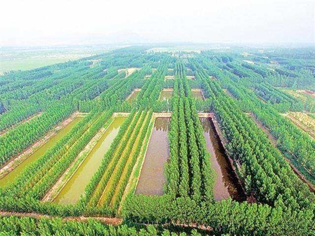农村人想搞苗木种植，发展前景怎么样？