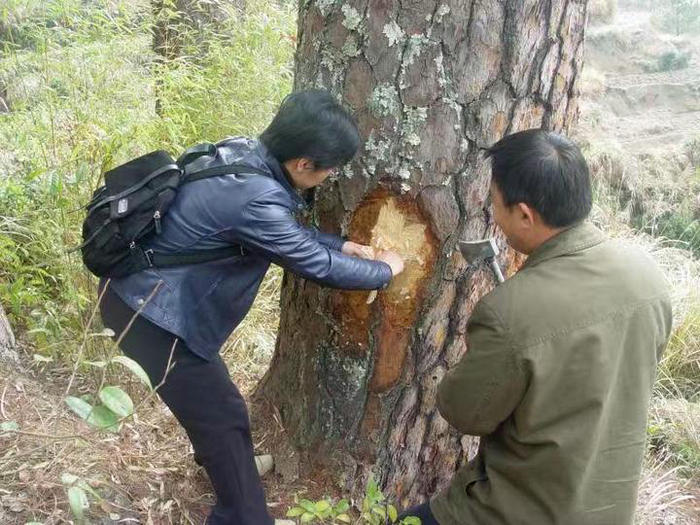 景宁：一个县，与一条虫的战争