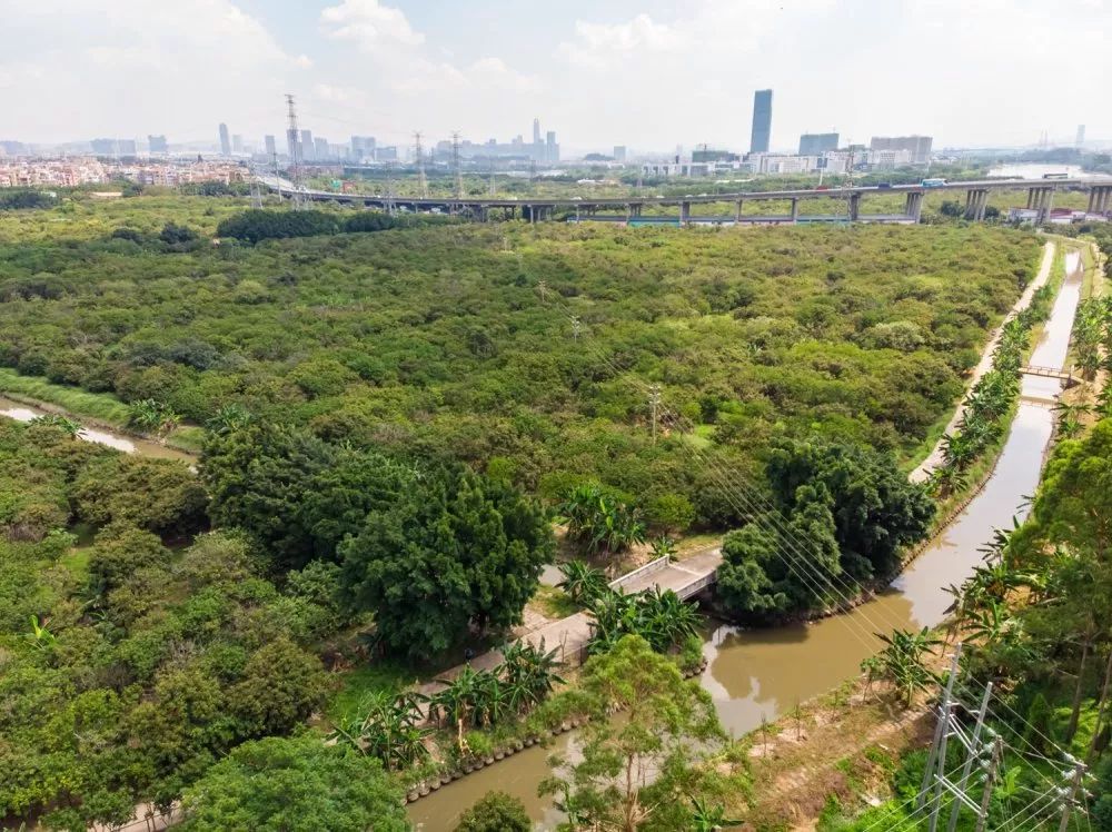 海珠湿地上榜广东省首届国土空间生态修复十大范例
