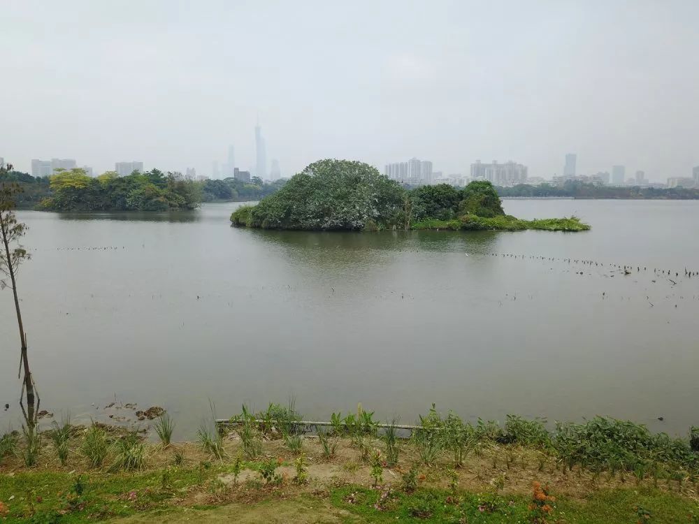海珠湿地上榜广东省首届国土空间生态修复十大范例