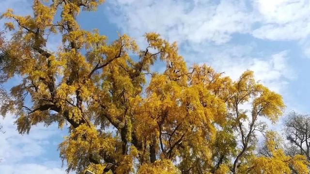湾里区千年古银杏披上“黄金甲”