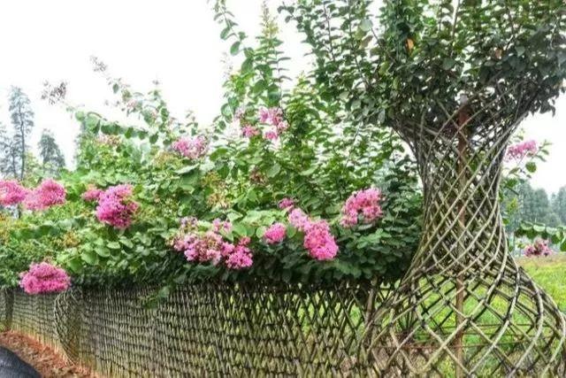 造型树市场价格上涨，这几个造型树种，发展前景不容小觑