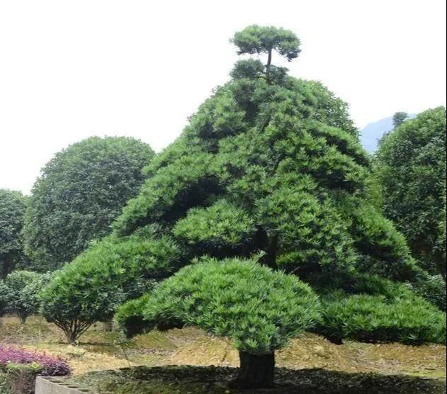 造型树市场价格上涨，这几个造型树种，发展前景不容小觑