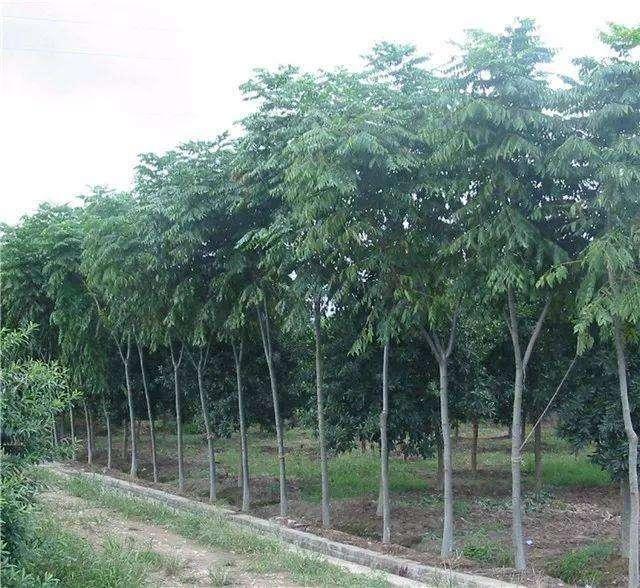 这种已经被淘汰树种，凭什么再度崛起，市场发展趋势好
