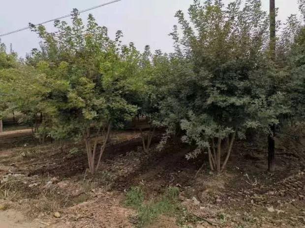 到他的苗圃参观，不能只看苗子