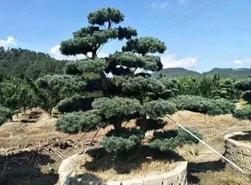 造型树市场价格上涨，这几个造型树种，发展前景不容小觑