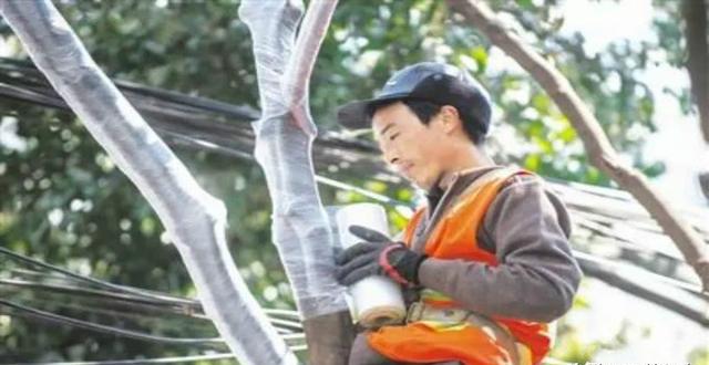寒冷天气来袭，绿化苗木防寒要点，你都掌握了吗？