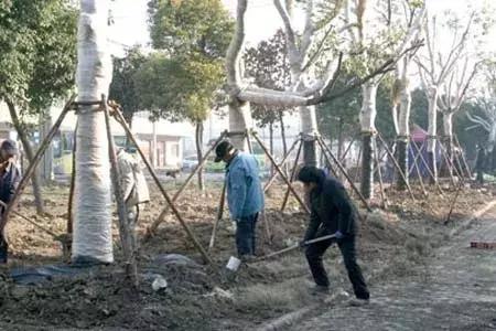 寒冷天气来袭，绿化苗木防寒要点，你都掌握了吗？