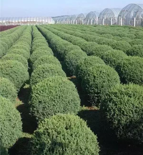 精品苗难出？做好这些，苗木品质提升，市场走势好