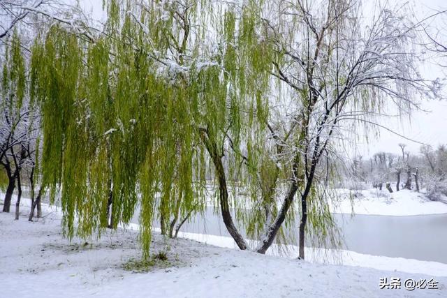 雪前雪后做好这三点，保护苗木不受冻害！