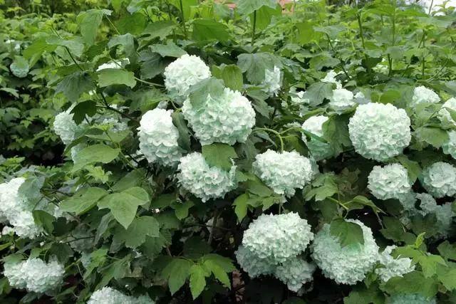 2019最后一波苗木旺季，这些苗木正在热销
